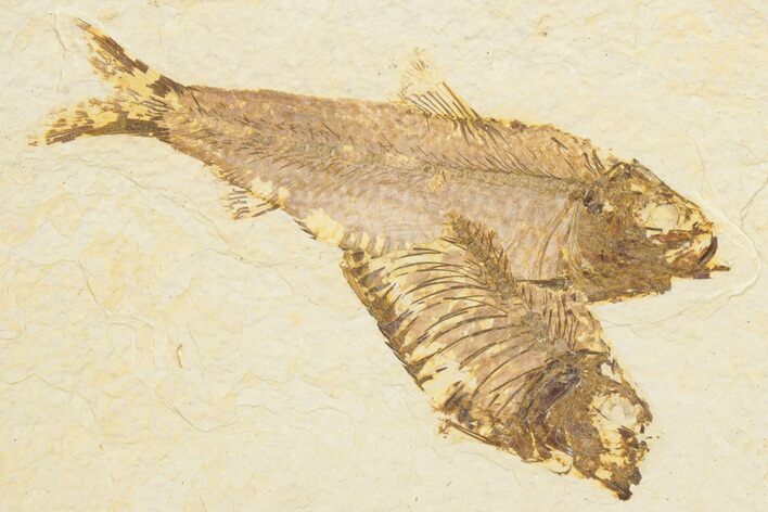 Detailed Fossil Fish (Knightia) - Wyoming #186494